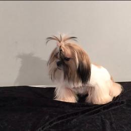 Pumpkin - Shih Tzu