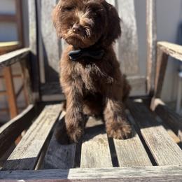 Kit Kat - green boy - Chocolate male Goldendoodle puppy in Waterford, California from Alvdoodles