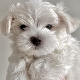 Maltese Puppies from MiaMiaMaltese Colorado