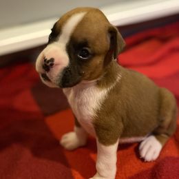 Ali - Fawn male Boxer puppy in Oregon, Illinois from Schaible's Boxer Huddle