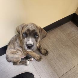 Cane Corso Puppies from Hillside corsos