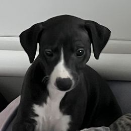 Bobbi - Black Whippet puppy in Belgrade, Montana from Lexylews Montana Whippets
