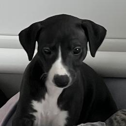 Bobbi - Black Whippet puppy in Belgrade, Montana from Lexylews Montana Whippets