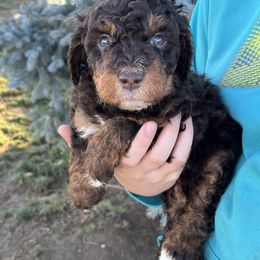 Cupcake - Phantom female Bernedoodle puppy in Caldwell, Idaho from Treasure Valley Poodles