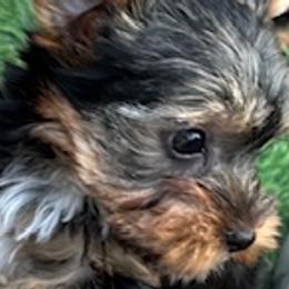 Yorkshire Terriers from Mile High Yorkshire Terriers