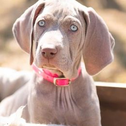 Weimaraners from Greatrock North Weimaraners