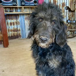 Boy 2 - Labradoodle puppy in Roswell, New Mexico from Sunny Day Sidekicks