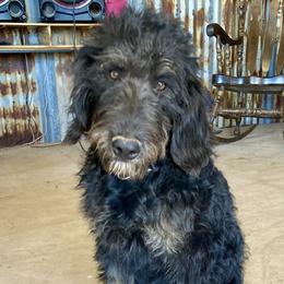 Boy 2 - Labradoodle puppy in Roswell, New Mexico from Sunny Day Sidekicks