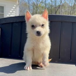Fiona - Gray and white female Siberian Husky puppy in Doswell, Virginia from Shinko Siberians