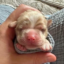 AKC Thyme - Buff male Cocker Spaniel puppy in Cincinnati, Ohio from Abundance of Joy LLC Cocker Spaniels