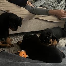 Rottweiler Puppies from CG Rottweilers