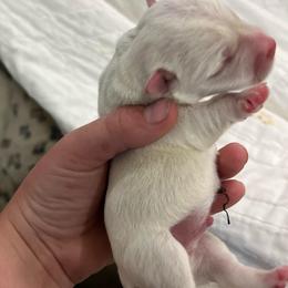 Male 1 - White male West Highland White Terrier puppy in Boaz, Alabama from Creekside Westies