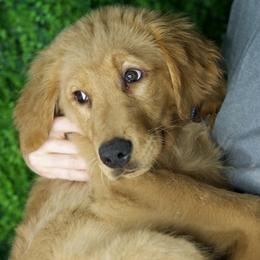 Duke - Cream male Goldendoodle puppy in Brandon, Florida from Murphys Doodles