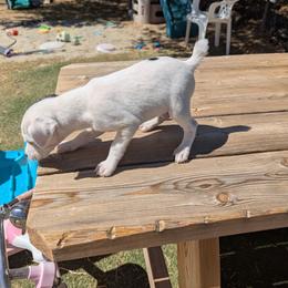 Female 1 ruff coat - Tri-colored female Parson Russell Terrier puppy in Phelan, California from Elite Parson Russells