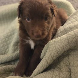 Australian Shepherd Puppies from Heartstead Haven Australian Shepherds