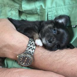 Turtle - Blue and tan female Chihuahua puppy in Mount Dora, Florida from Carroll’s Chihuahuas