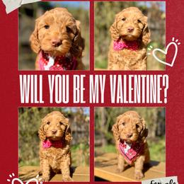 Birdie - Caramel red female Australian Labradoodle puppy in Citrus Heights, California from Elite Blend Labradoodles
