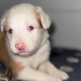 Beeny - Sable female Aussiedoodle puppy in Hempstead, Texas from Young Gun Aussies