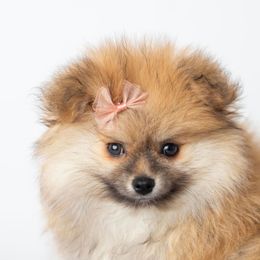 Pomeranian Puppies from Canine Charm & Co
