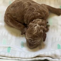 Hendrix - Red  male Poodle puppy in Mount Vernon, Illinois from AMC Poodles