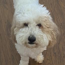 Koby - Goldendoodle