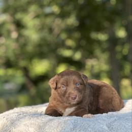 Monopoly - Red & white male Australian Shepherd puppy in Argyle, Iowa from Country Time Kennels