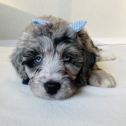 Bernedoodle Puppies from Bern'N Love Doodles