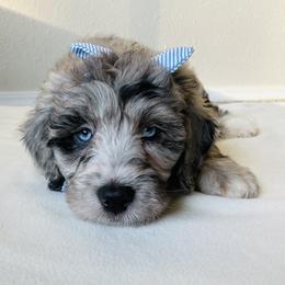Bernedoodle Puppies from Bern'N Love Doodles