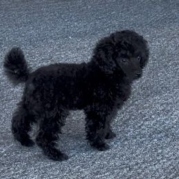 AKC Champion Sired DNA Tested Bloodlines Onyx - Black male Poodle puppy in Jacksonville, Alabama from Abounding Poodles