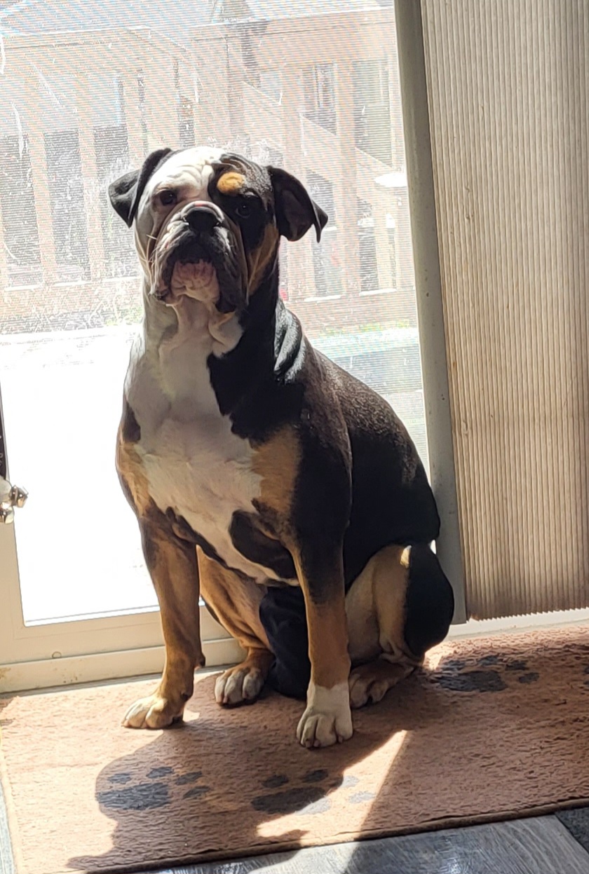 Inkeri - Olde English Bulldogge