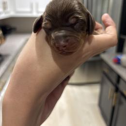 Chanel - Chocolate and tan female Dachshund puppy in Tomball, Texas from Gutierrez House of Doxies