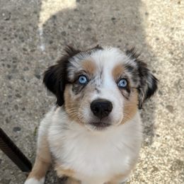 Australian Shepherd Puppies from Caramel Bliss Aussies - NJ NYC
