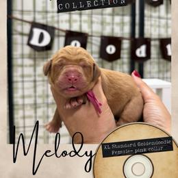 Melody - Dallas,Tx - 4,000 - Red  female Goldendoodle puppy in Garland, Texas from Twilight Doodles
