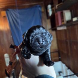 Orange Male - Black male Labrador Retriever puppy in Andrews, South Carolina from Leyland Cypress Retrievers