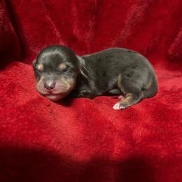 Bella - Dapple female Dachshund puppy in Lehigh Acres, Florida from Ruby Rose Dachshund Dynasty