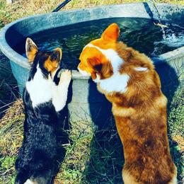 Pembroke Welsh Corgis from Takoda Corgis