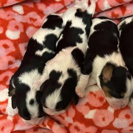 Cavalier King Charles Spaniels from Jamie Forrest