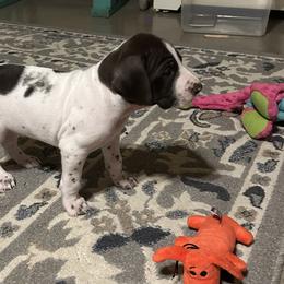 German Shorthaired Pointer Puppies from Bethlehem Farms