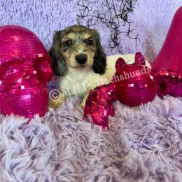 Annabelle - Dapple female Dachshund puppy in Michigan from M.H.P Dachshunds