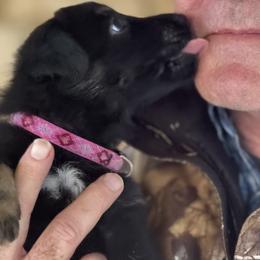Fuschia Girl - Black and red female German Shepherd puppy in Rolesville, North Carolina from Ransomshire Shepherds
