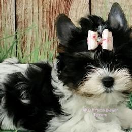 Boy 3 - Biewer Terrier puppy from AKC Xtreme Biewer Terriers...