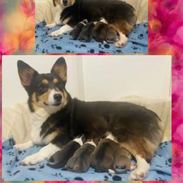 Boy 1 - Blue male Pembroke Welsh Corgi puppy in Saint George, South Carolina from Carolina cotton candy corgis