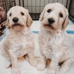 Goldendoodles from Dolled Up Doodles