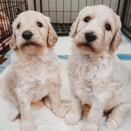 Goldendoodles from Dolled Up Doodles