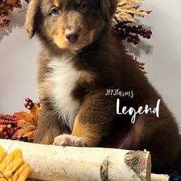 6 Legend - Red tri-color male Australian Shepherd puppy in Huntington, Texas from JKKJ Farms, LLC