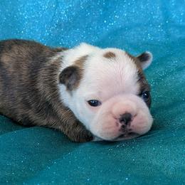 Patch - Brindle and white male Boston Terrier puppy in Perry, Oklahoma from Sitsler Bostons