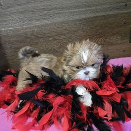 Girl 2 - Liver female Shih Tzu puppy in Meadows Of Dan, Virginia from Walt’s Shih Tzus
