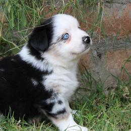 Rubble - Blue merle male Miniature Australian Shepherd puppy in Sonoita, Arizona from Gardner Canyon Kennels