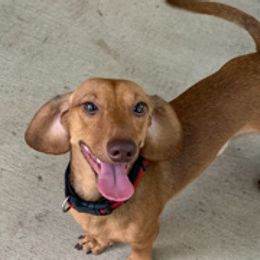 Dachshunds from Individual