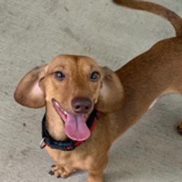 Dachshunds from Individual